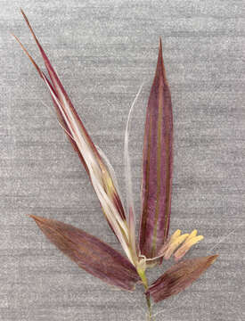 Image of common reed