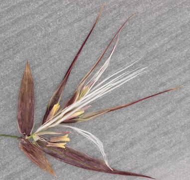 Image of common reed