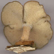 Image de Lentinus brumalis (Pers.) Zmitr. 2010