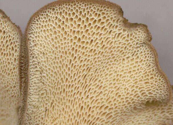 Image of Lentinus brumalis (Pers.) Zmitr. 2010