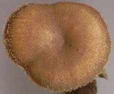 Image of Lentinus brumalis (Pers.) Zmitr. 2010