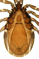 Image of Common sheep tick