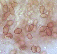 صورة Coniophora arida (Fr.) P. Karst. 1868