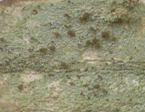 Image of needle lichen