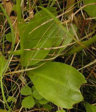 Image of Greater butterfly orchid