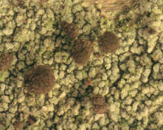 Image of needle lichen