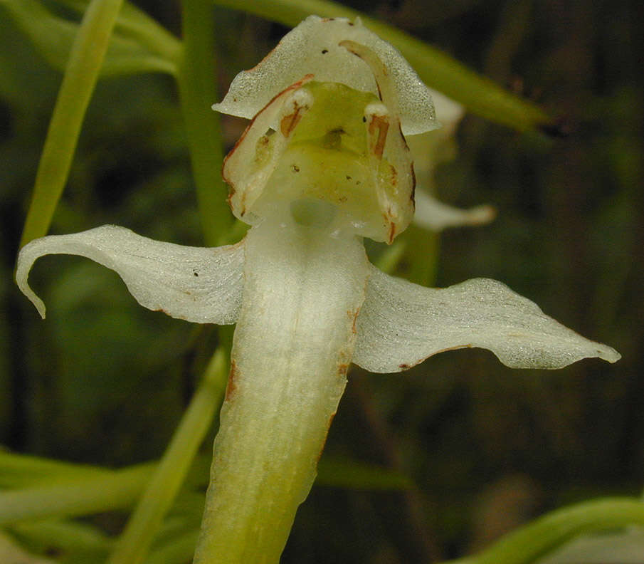 Image of Greater butterfly orchid