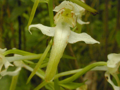 Image of Greater butterfly orchid