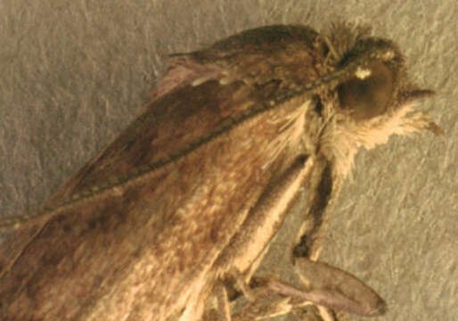 Image of Tortricodes