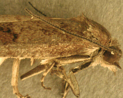 Image of Tortricodes