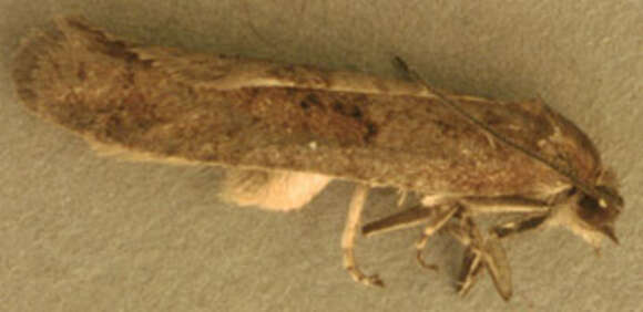 Image of Tortricodes