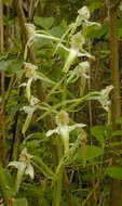 Image of Greater butterfly orchid