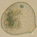Image of Nebela flabellulum