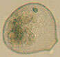 Image of Nebela flabellulum