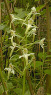 Image of Greater butterfly orchid