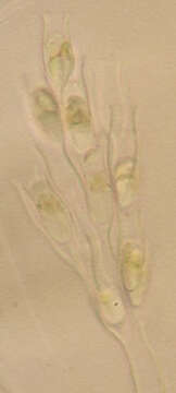 Image of Dinobryaceae