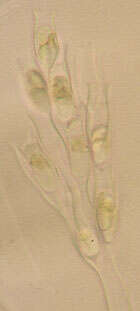 Image of Dinobryaceae