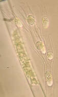 Image of Dinobryaceae