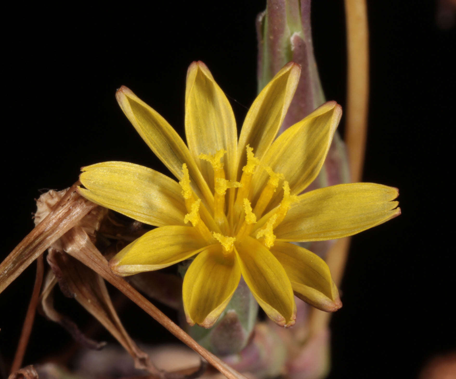 Image of bitter lettuce