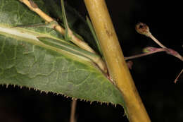 Image of bitter lettuce