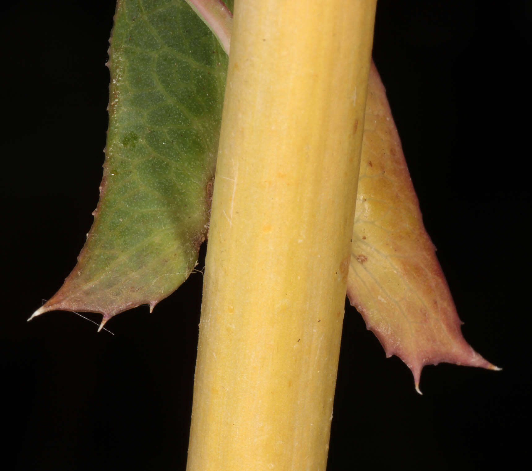 Image of bitter lettuce