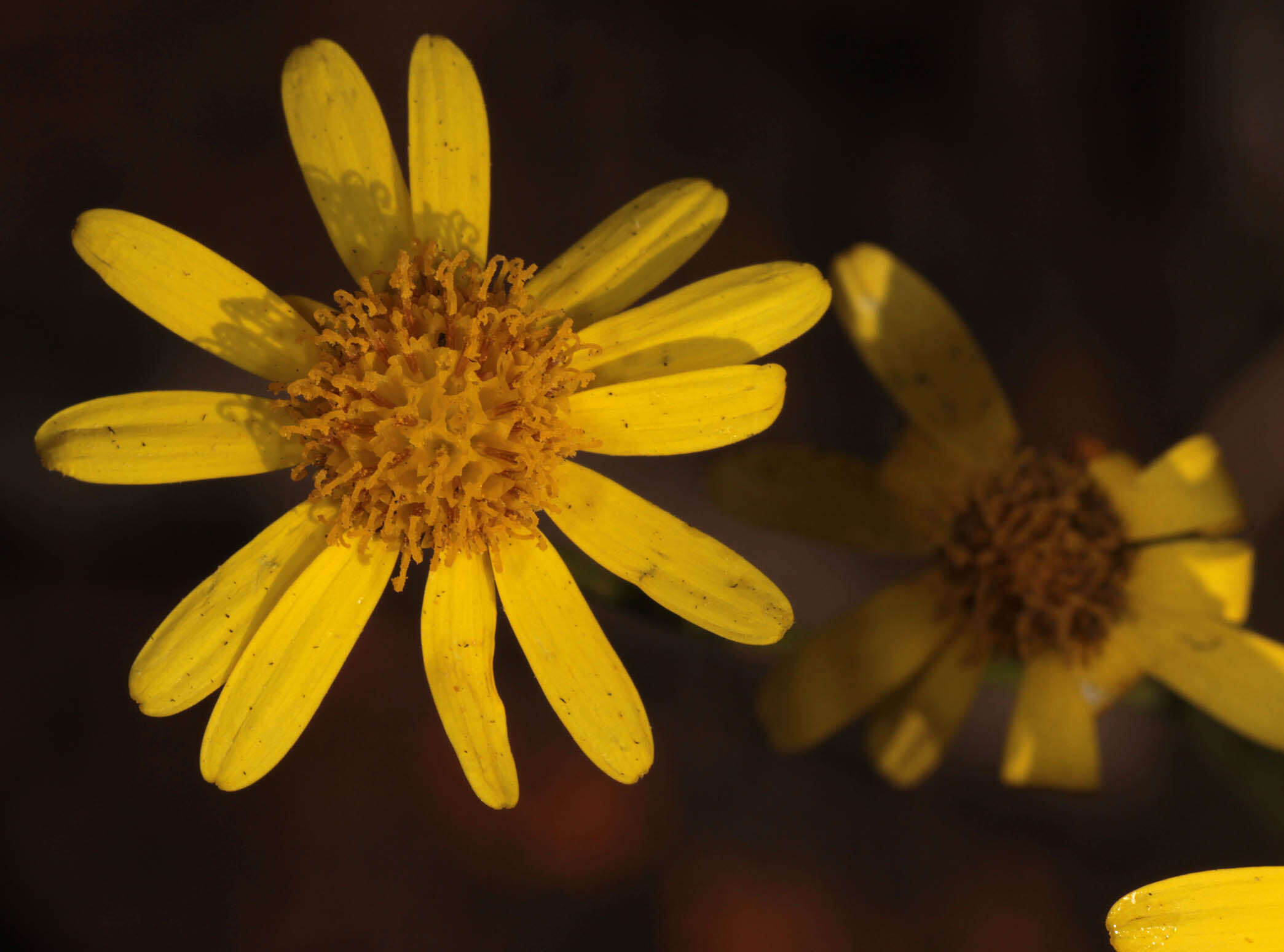 Image of narrow-leaved ragwort