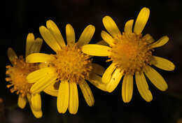 Image of narrow-leaved ragwort