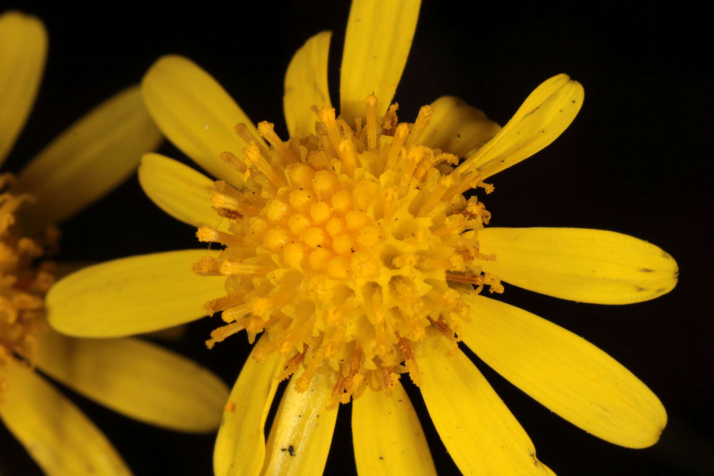 Image of narrow-leaved ragwort