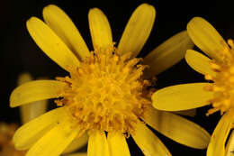 Image of narrow-leaved ragwort