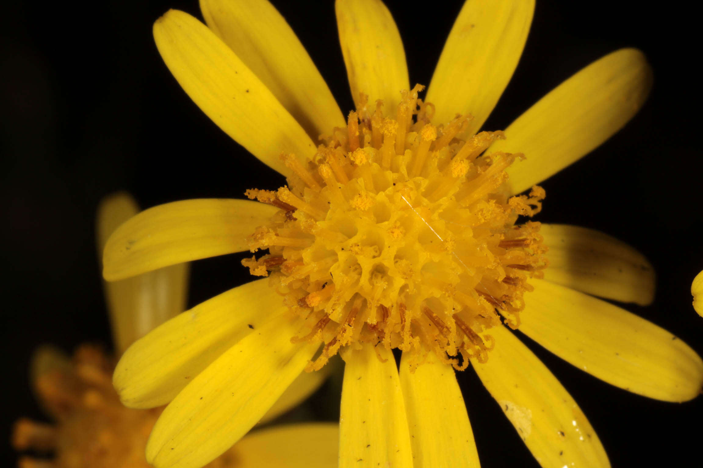 Image of narrow-leaved ragwort