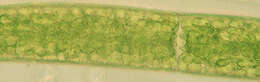 Image of Closteriaceae