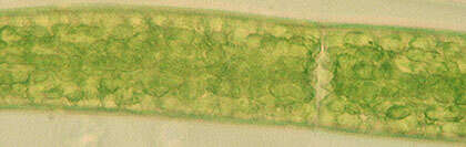 Image of Closteriaceae