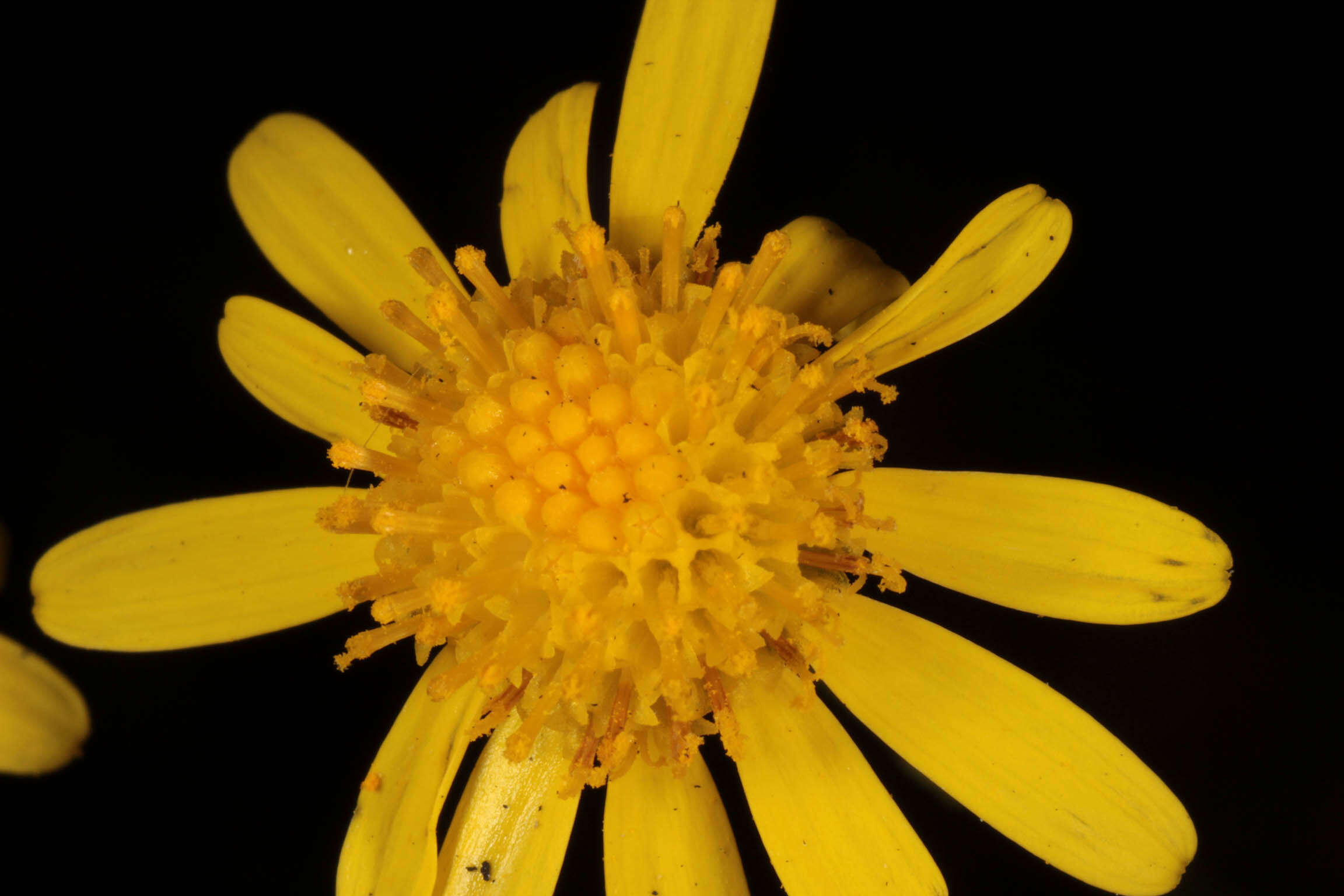 Image of narrow-leaved ragwort