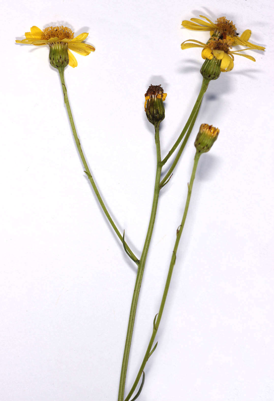 Image of narrow-leaved ragwort