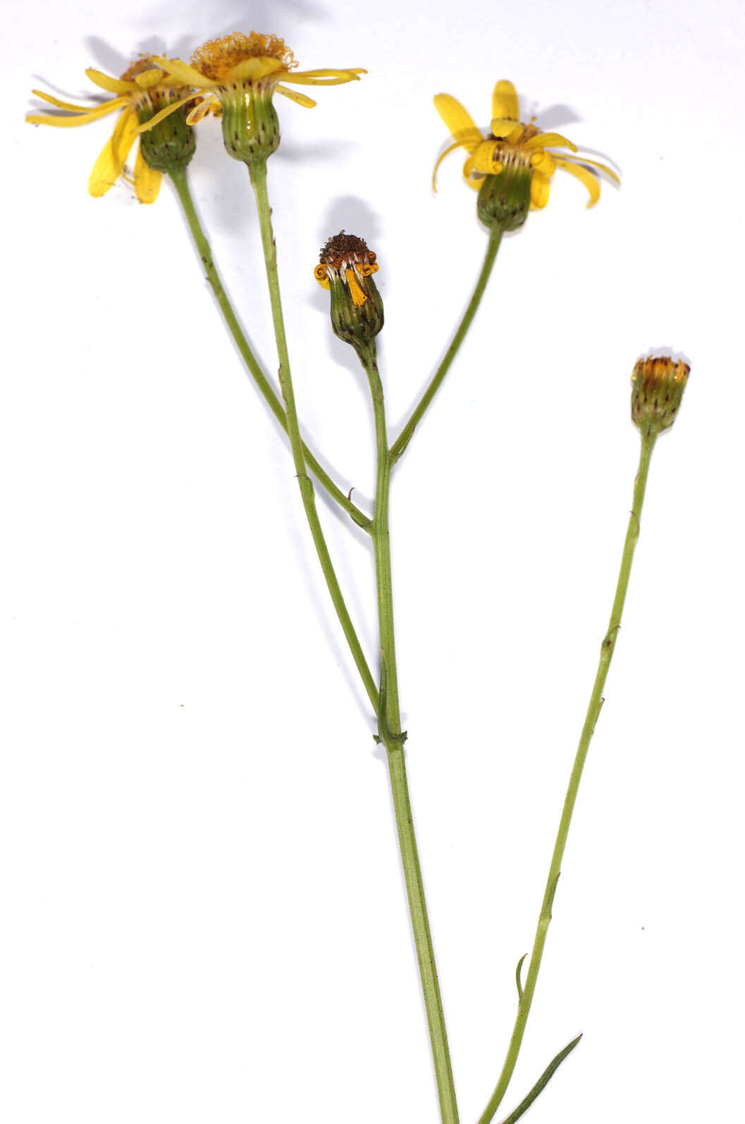 Image of narrow-leaved ragwort