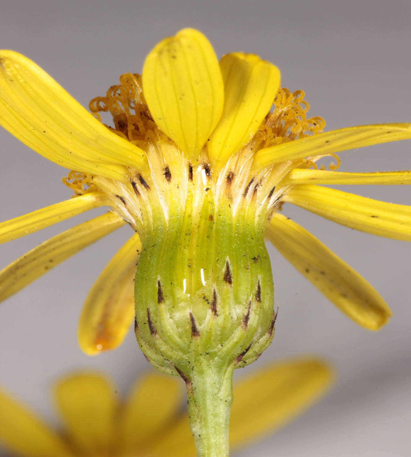 Image of narrow-leaved ragwort