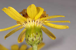 Image of narrow-leaved ragwort