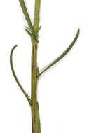 Image of narrow-leaved ragwort