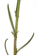 Image of narrow-leaved ragwort