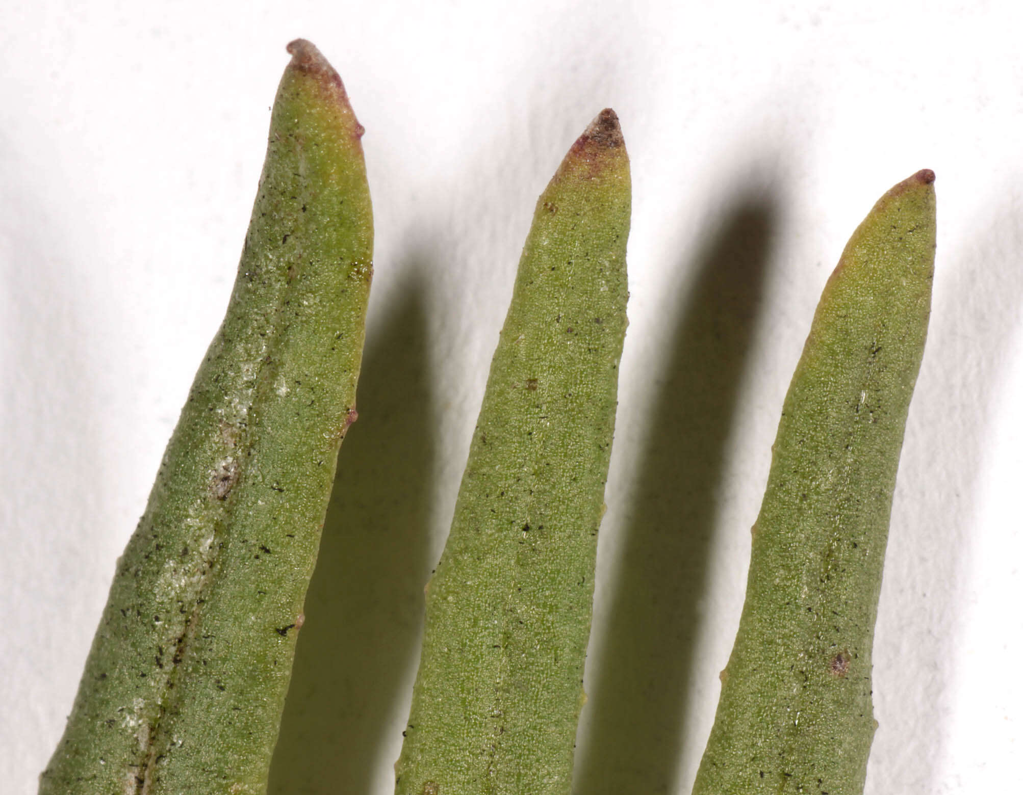 Image of narrow-leaved ragwort