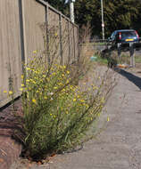 Image of narrow-leaved ragwort