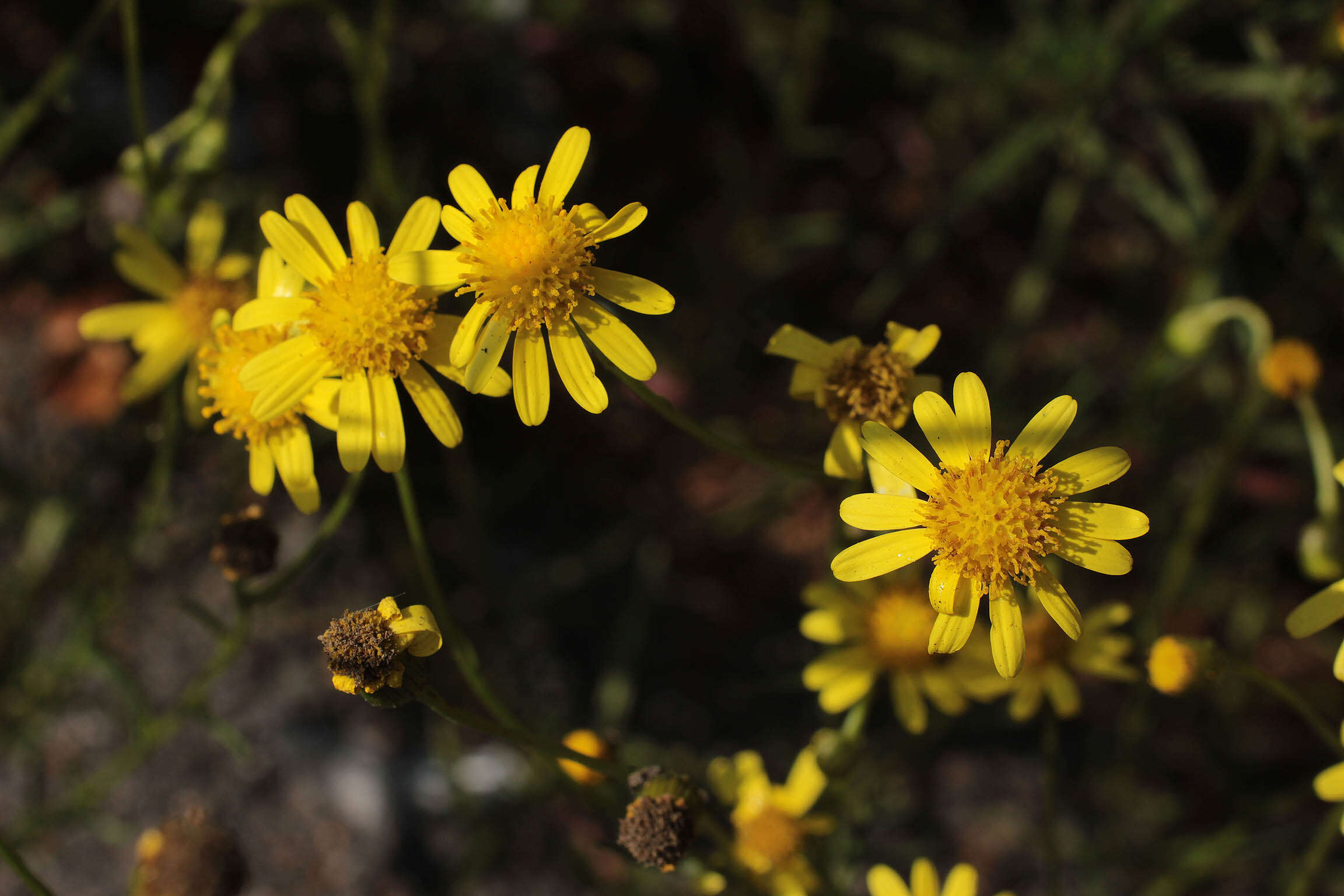 Image of narrow-leaved ragwort