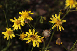 Image of narrow-leaved ragwort