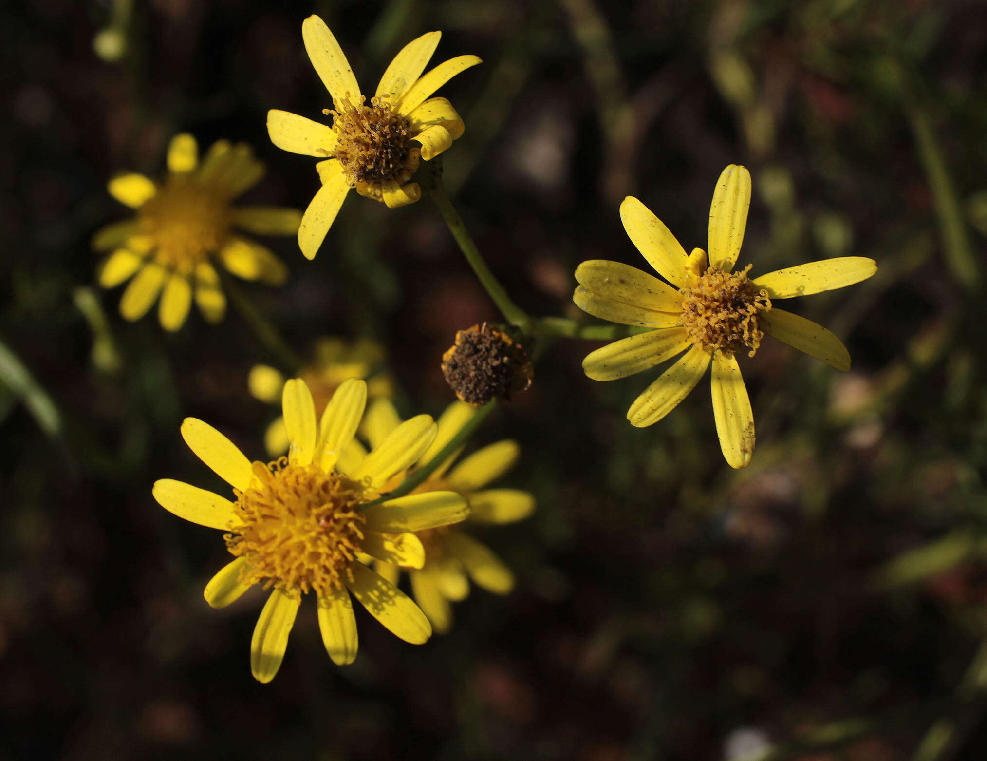 Image of narrow-leaved ragwort