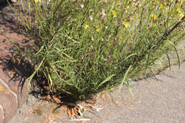 Image of narrow-leaved ragwort