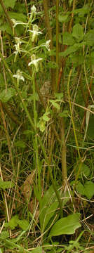 Image of Greater butterfly orchid