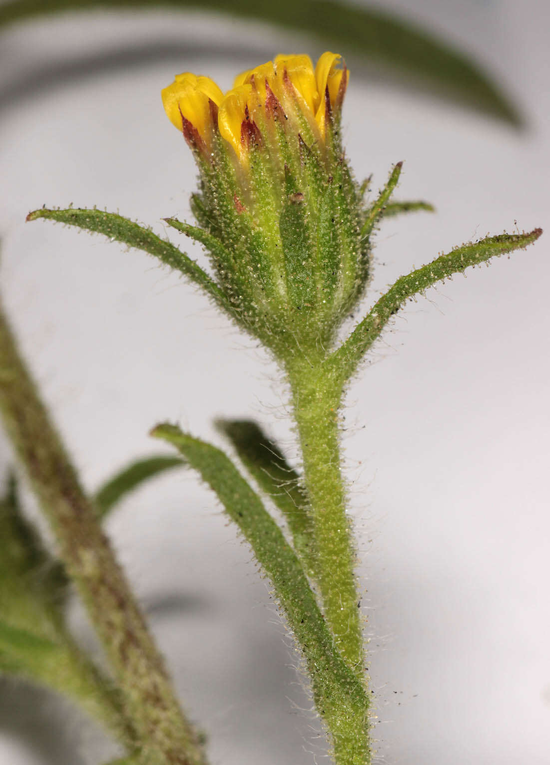 Image of stink aster