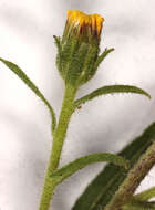 Image of stink aster