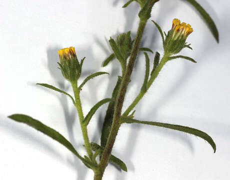 Image of stink aster