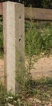 Image of stink aster